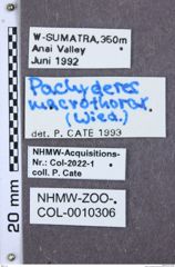 Etikette zu Pachyderes macrothorax (NHMW-ZOO-COL-0010306)